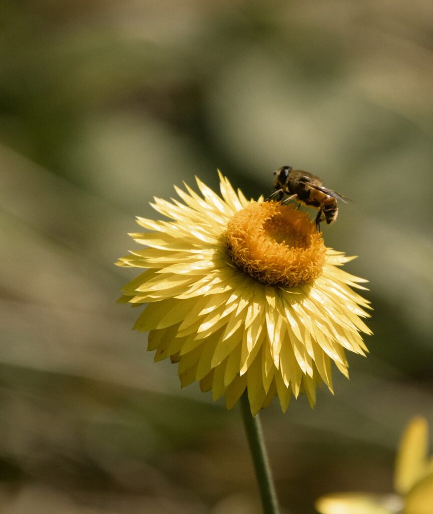 bee, insect, pollinate-7694089.jpg